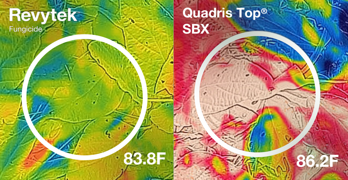 Revytek vs Quadris Top