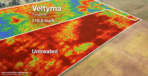 Veltyma vs Untreated